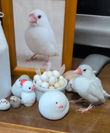 すずハピ tweet media