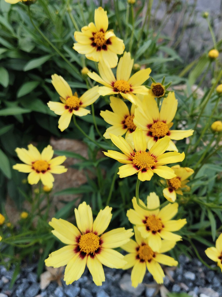 fonkanyapak's tweet image. ✨, 🌼, ☀️, 💛, 🌻,🫶
No one can please everyone. Love each other for your "good qualities" and forgive each other for your "bad qualities."
#SundayYellow
#HappySunday