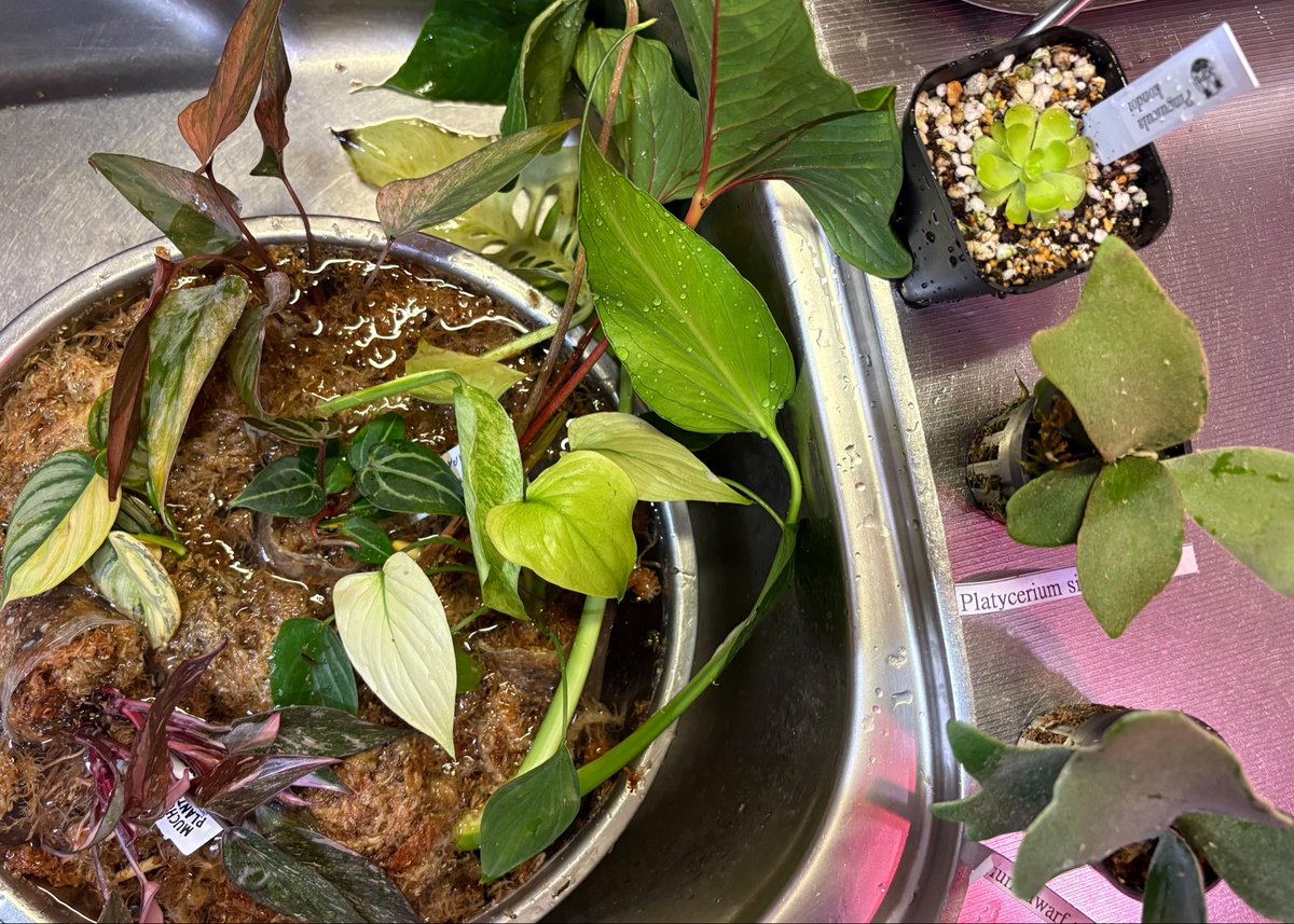 RYOKU33♂ tweet media