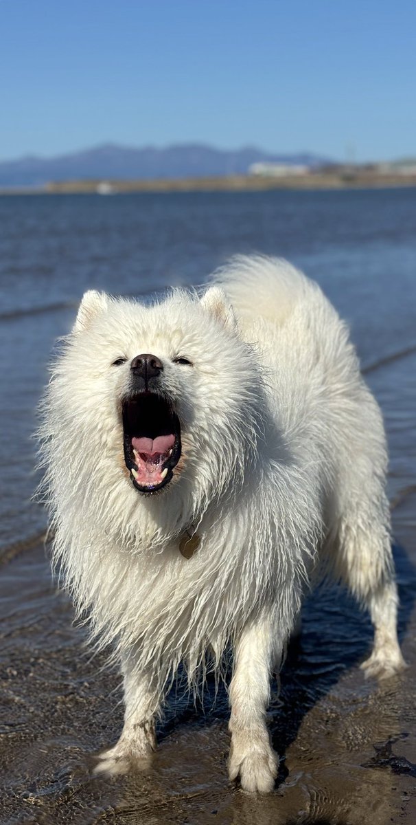 Ka55iebear tweet media