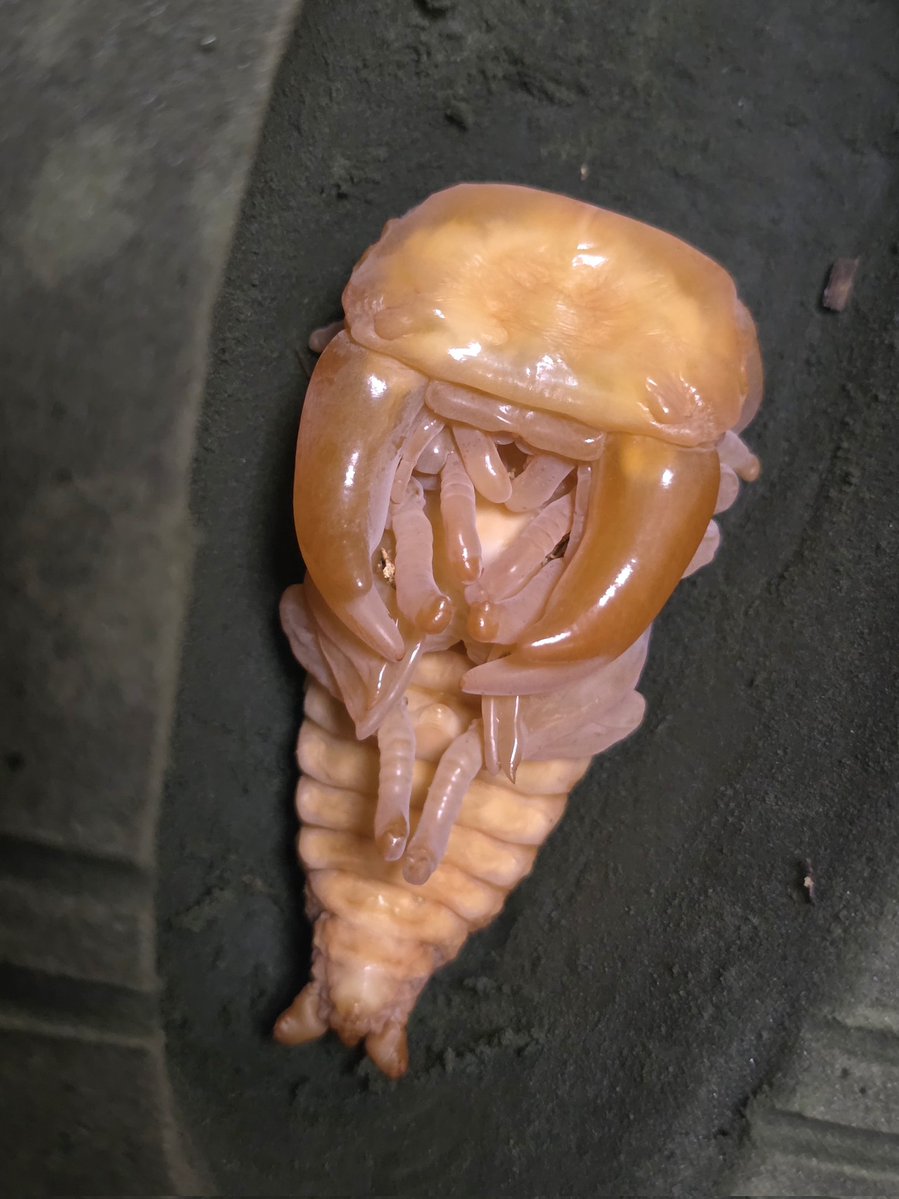 わたぼん tweet media