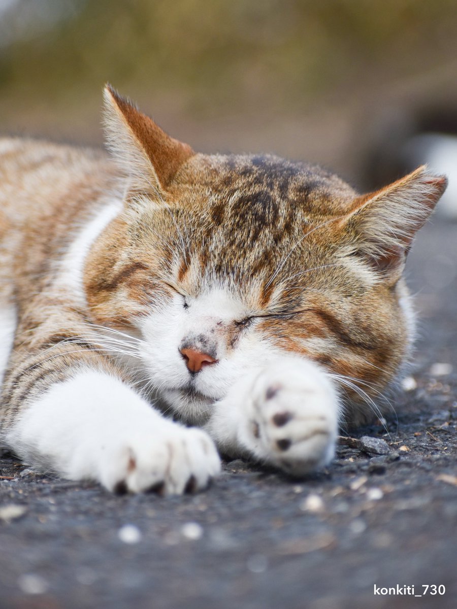 こんきち (猫写真) tweet media