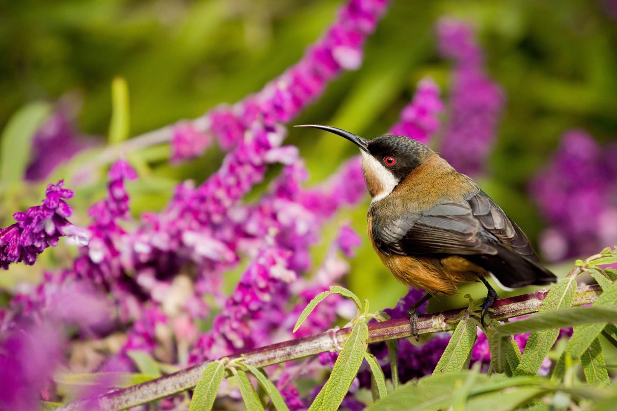 CBoyleImages's tweet photo. An Eastern Spinebill perched on some Salvia as it feeds on the flowers 😀
.
.
.
#australia #southaustralia #nature #naturephotography #birds #bird #birdphotography #bird_world #bird_brilliance #wildoz #bird_lovers #bird_captures #birdsofaustralia #ausgeo #easternspinebill https://t.co/QEbbcr8GOB