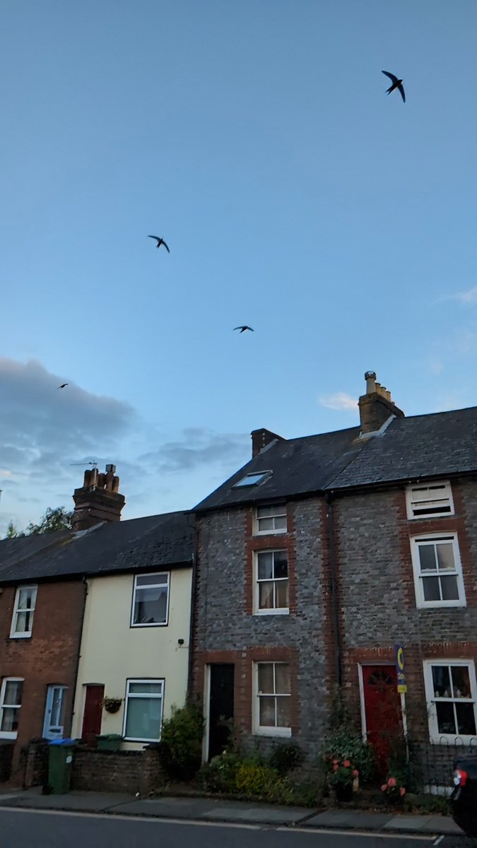 Lewes Swifts tweet media