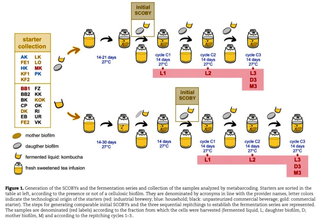 joseramosvivas's tweet image. ¿Alguna vez te has preguntado qué hay realmente dentro de tu #Kombucha? 🍹🔬  
Un nuevo estudio basado en metabarcoding ha analizado 23 cultivos de diferentes orígenes para revelar los secretos del SCOBY. 🧵👇

✅ Un núcleo microbiano común:  
A pesar de venir de lugares