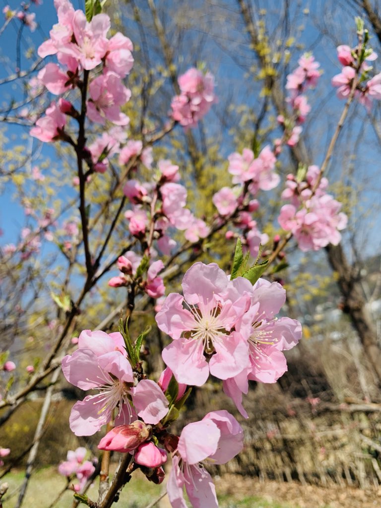 김희숙 tweet media