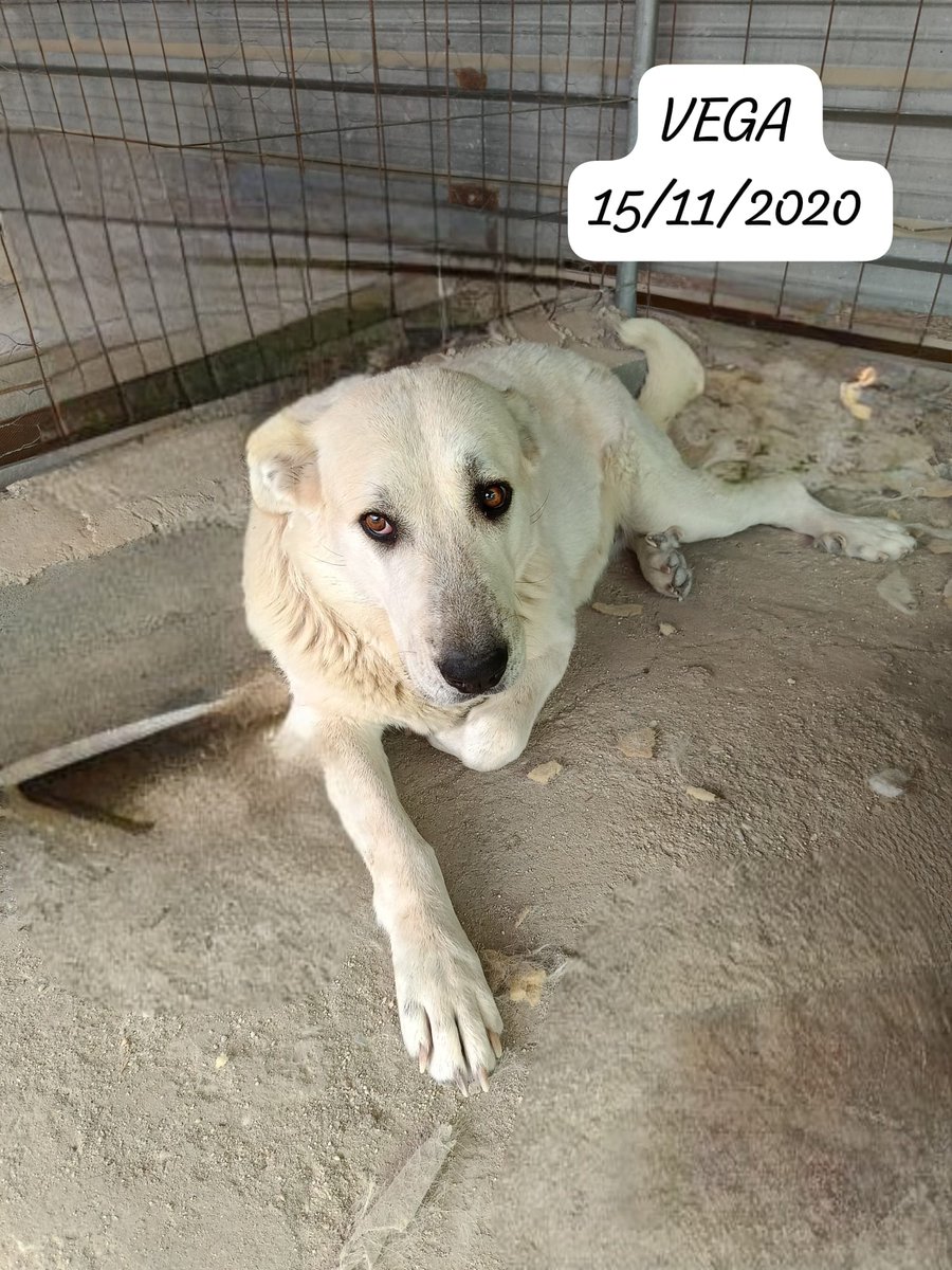 SilviaMylo's tweet photo. Hay ciento diez euros para castrar a Vega
Yo me equivoqué cuando empecé a difundirla y puse que era en un pueblo de Huelva, pero está en Écija, Sevilla
He estado mirando precios y efectivamente, castrar a una hembra de su tamaño vale unos trecientos cincuenta, cifra arriba cifra abajo puesto que tendrá que ponerse también el collar y tal vez alguna analítica antes de castrarla 
Estoy en Madrid y creo que más o menos viene a costar lo mismo y me parece increíble 🫢
No puede perder su oportunidad de viajar a Reino Unido a donde la espera una buena familia 🙏🏻
La persona que le ha buscado la familia ya ha pagado a otros que estaban con ella analíticas y castración, le es imposible pagar más 😞
Por favor ayudadme a difundir y quien pueda aportar algo que aporte, se pondrán facturas 🙏🏻
Bizum de ayuda
679328901
PayPal :
silviamylo@gmail.com