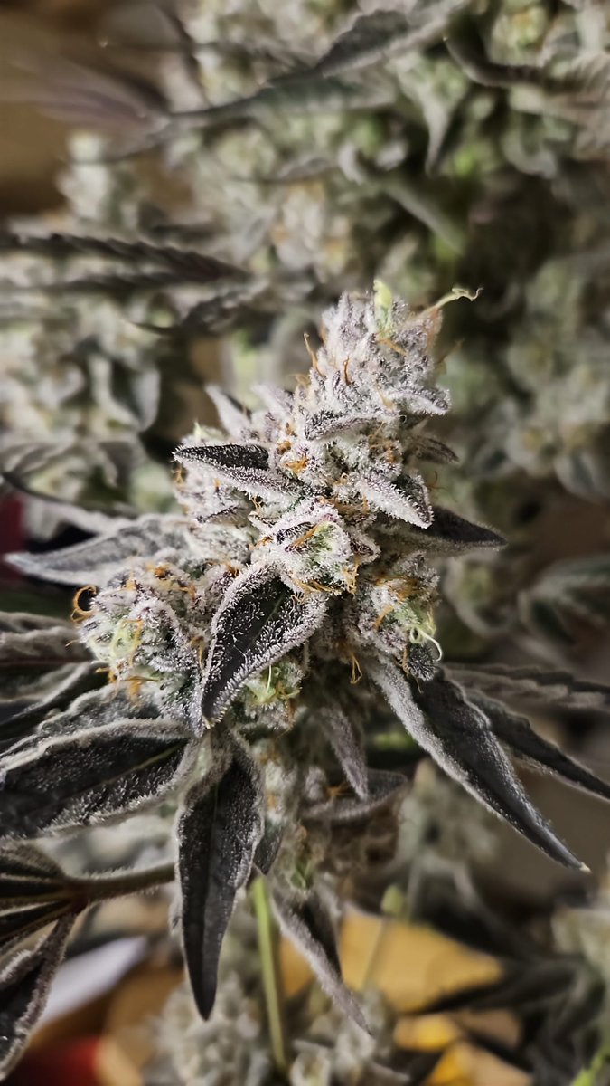 Wotans Genetics tweet media