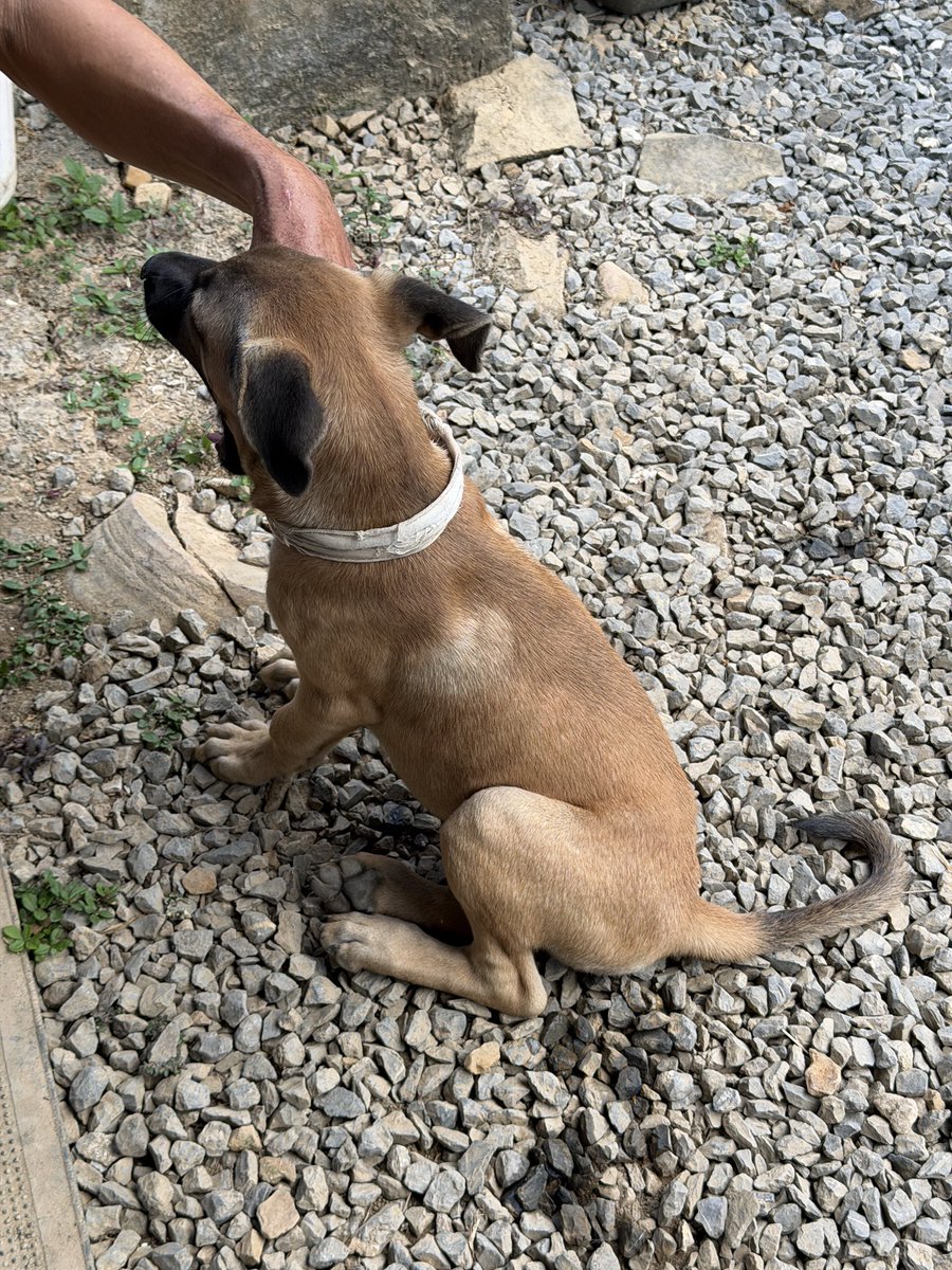 หมาแดง ฮอมุซ ไม่ให้ใครผ่านไปได้โดยง่าย