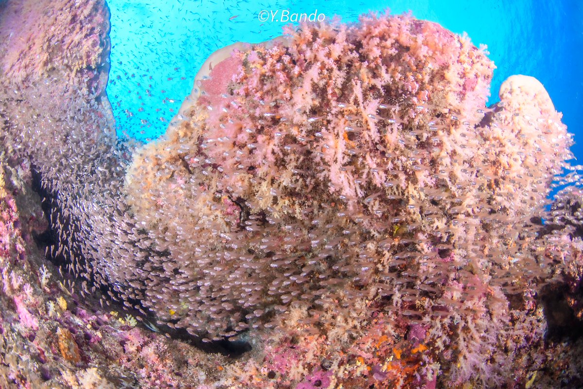 ban-chan tweet media