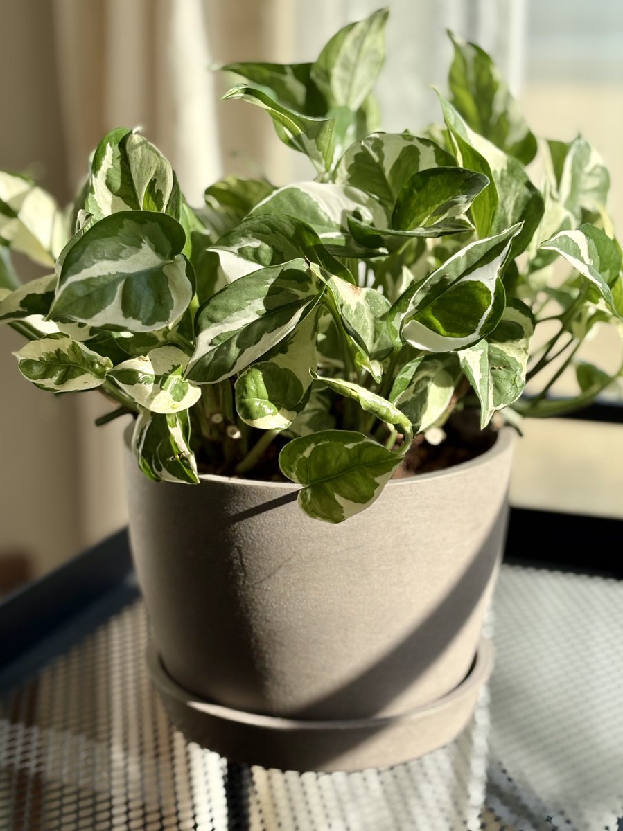 グレーの鉢に植え替えました。ころんとしててかわいい☺️