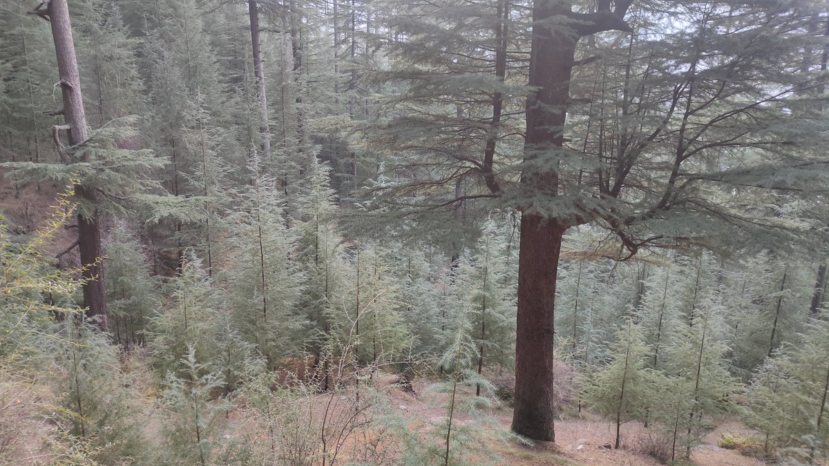 The Ηimalyan's Way tweet media