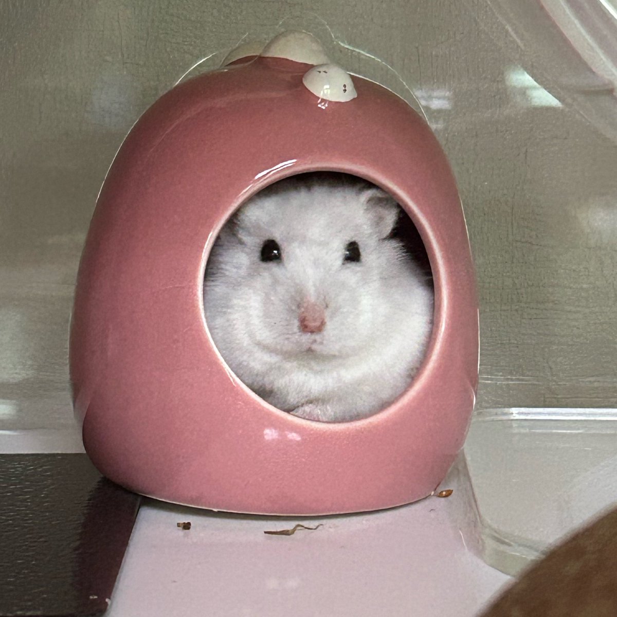 졸린 이장과 쥐인님들 tweet media