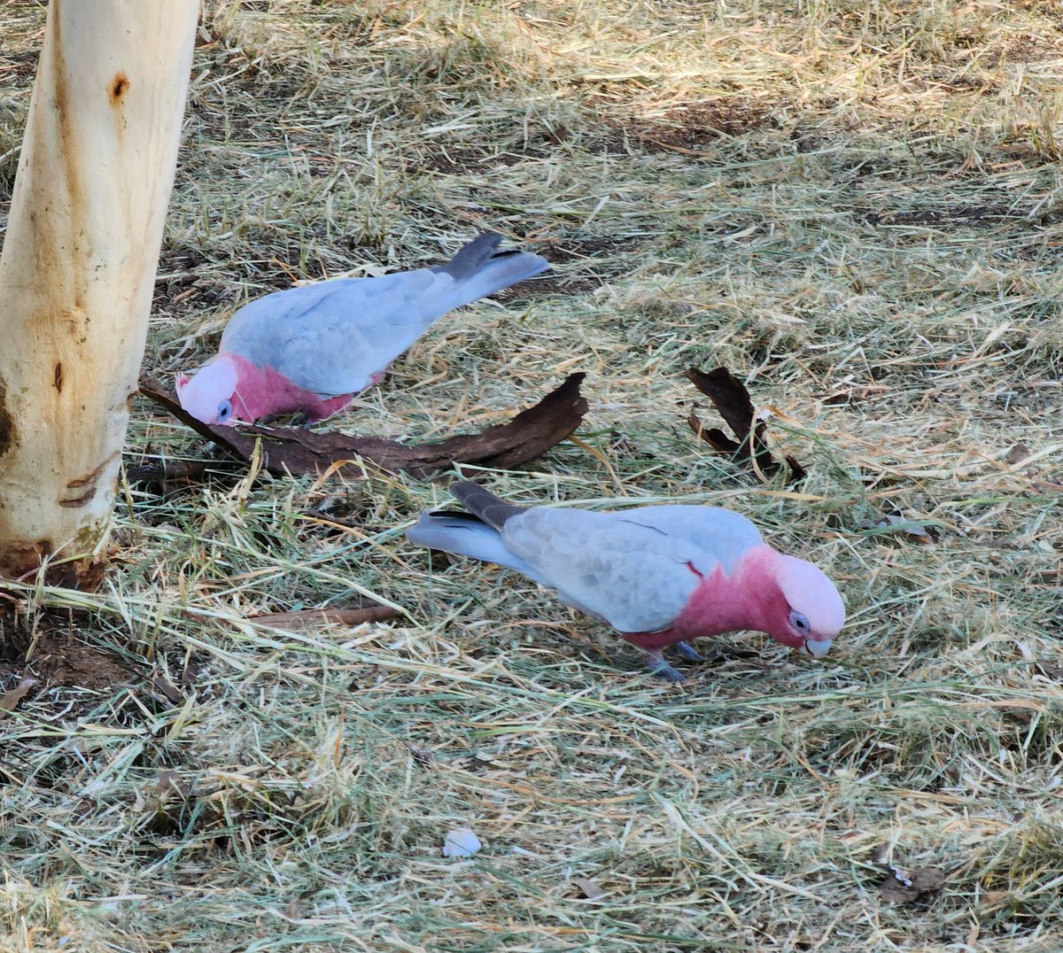 kathleengorma13's tweet image. I saw some #Galah #birds on my walk tonight in #AliceSprings #Australia