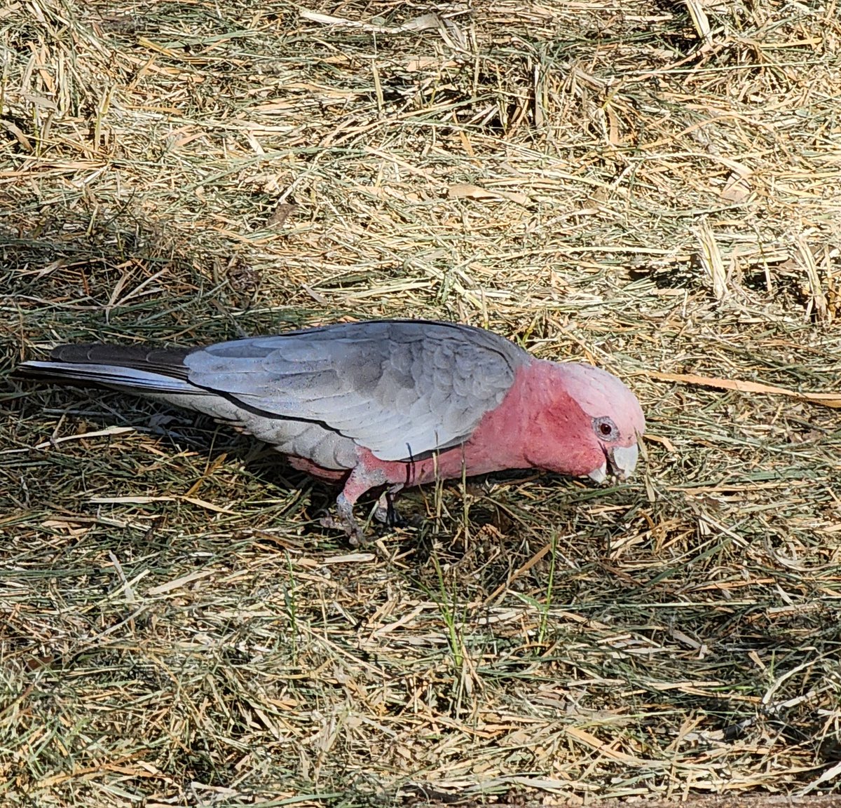 kathleengorma13's tweet image. I saw some #Galah #birds on my walk tonight in #AliceSprings #Australia