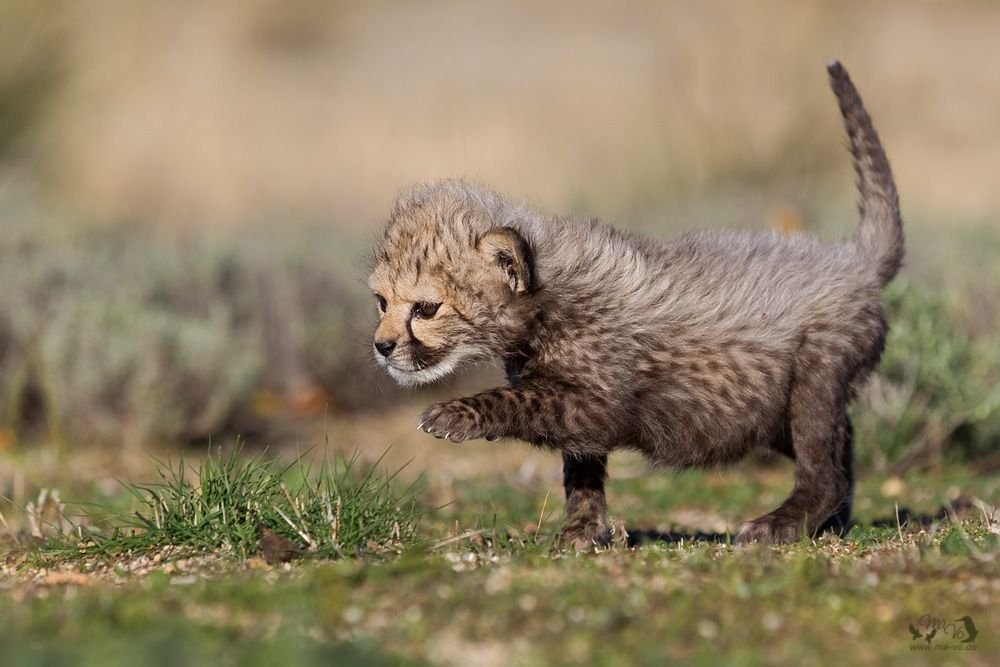 THE ANIMAL WORLD NATURE tweet media