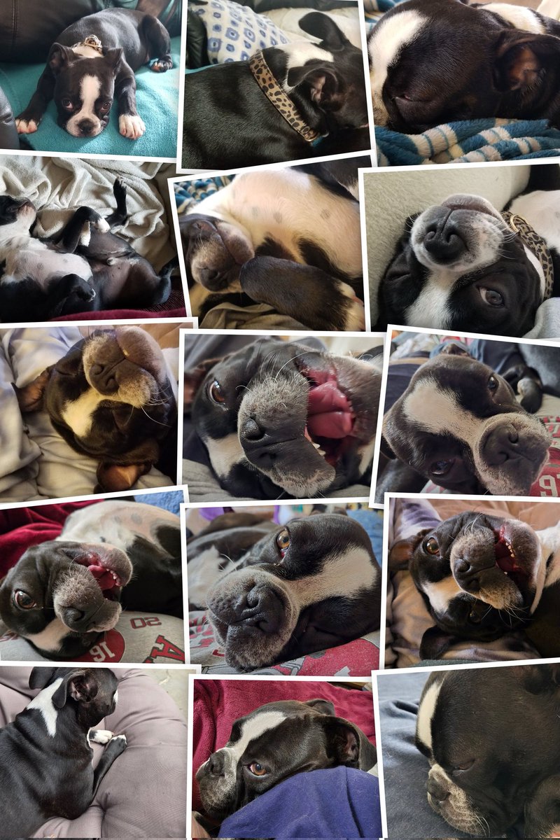 Mary b 🐦 🦋🤱 🦈🏒MiL⚾️🐘💀🏈🇺🇸🏳️‍🌈🐈☕ tweet media