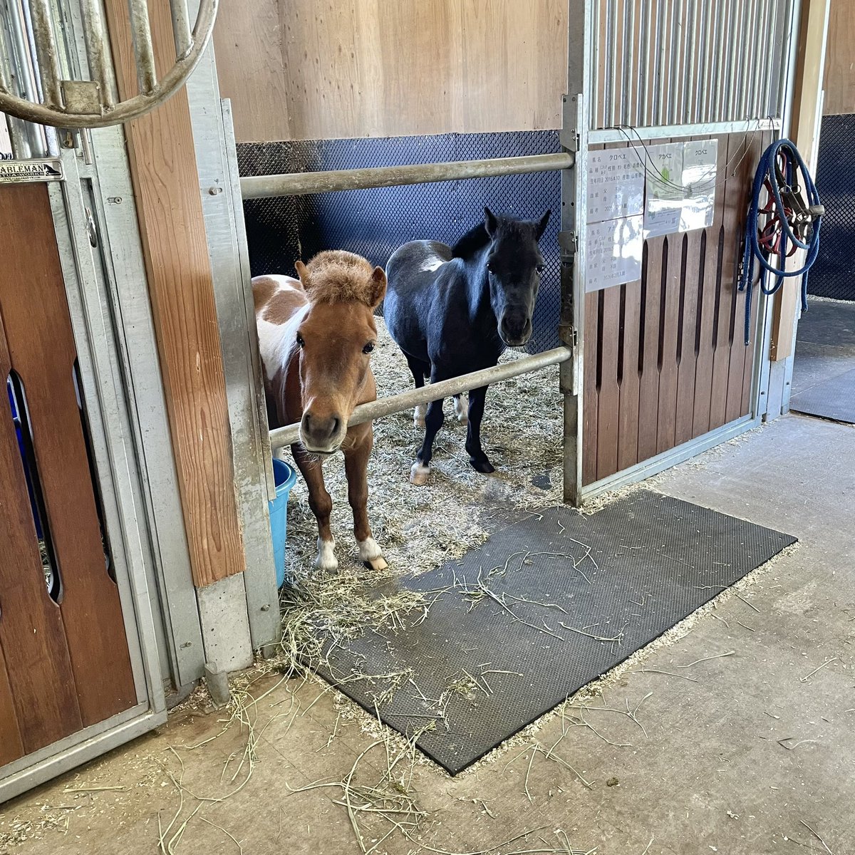 べんてんちゃん tweet media