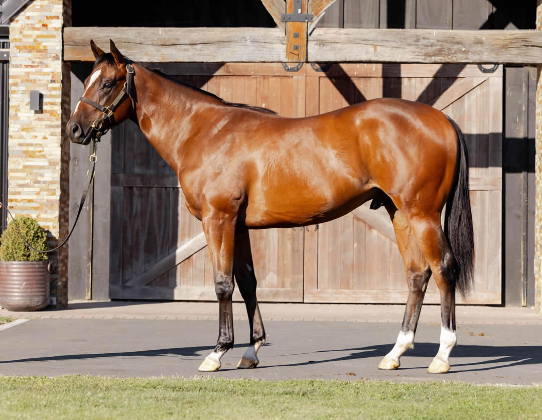 breednet's tweet photo. First Aussie winner for Swettenham Stud's Wooded (IRE) - Crank a 200k Karaka Book 1 purchase that was a pinhook winner and is now a racetrack winner for Myracehorse! https://t.co/cBZp7orPBa @SwettenhamStud @adam_sangster @vicbreeders @inglis_sales @KarakaChat @woburnfarm @CrossleyTBs @FreedmanRacing
