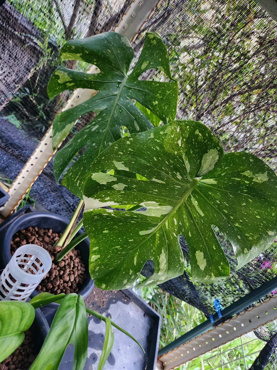 えいりん tweet media