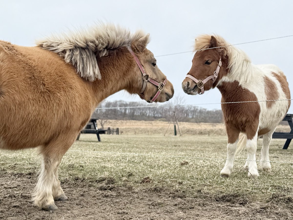 しおり tweet media