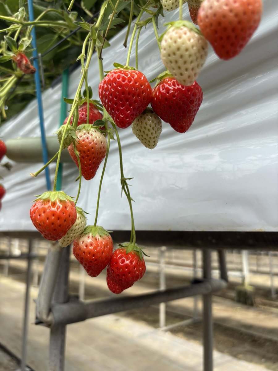 ふらっと tweet media