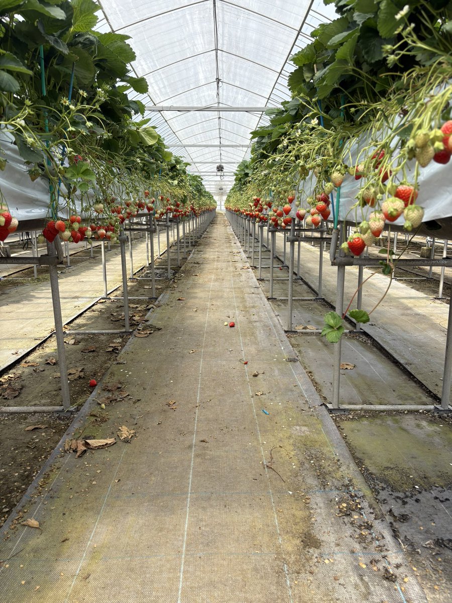 ふらっと tweet media