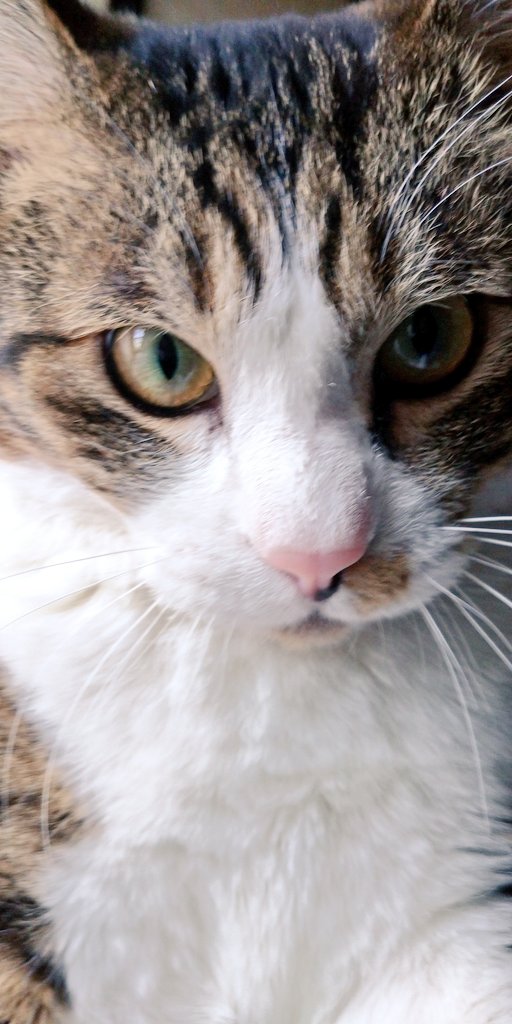 blargo_cat's tweet photo. 一平とひたすらゴロゴロしてる日曜日
ブラーゴちゃんは一緒に寝てくれずピケでひたすら寝てる
#猫 #猫のいる生活 https://t.co/QPXb7Yzjio