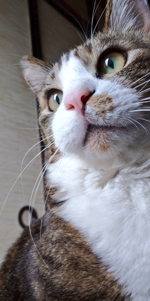 blargo_cat's tweet photo. 一平とひたすらゴロゴロしてる日曜日
ブラーゴちゃんは一緒に寝てくれずピケでひたすら寝てる
#猫 #猫のいる生活 https://t.co/QPXb7Yzjio