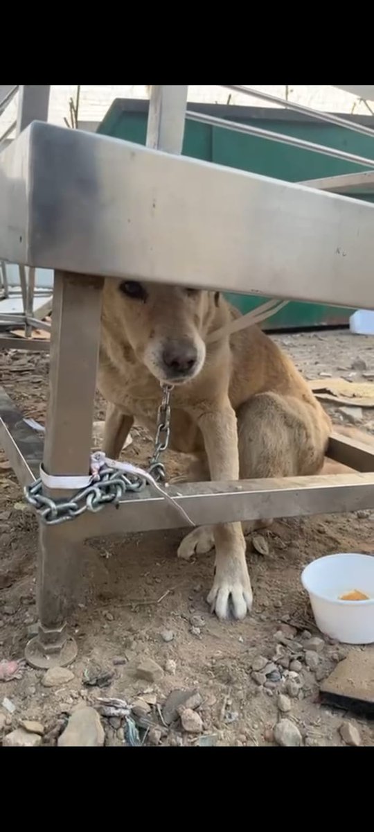 tonia sodhi kumar tweet media