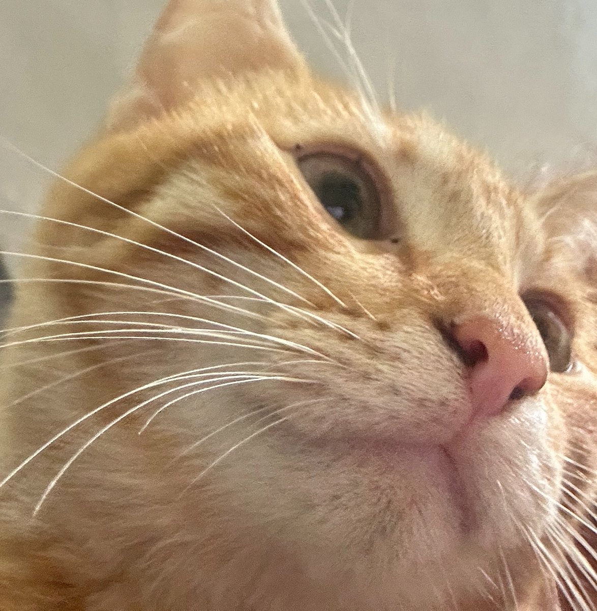 Chiwisketa Dominguez tweet media