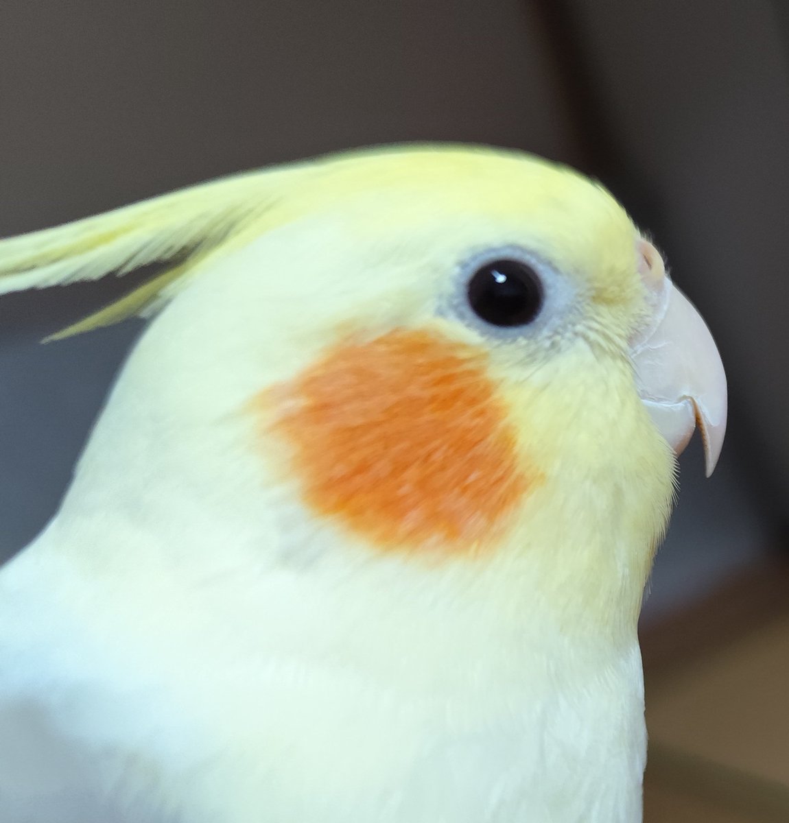 まゆげオカメのパスタ（Kana） tweet media