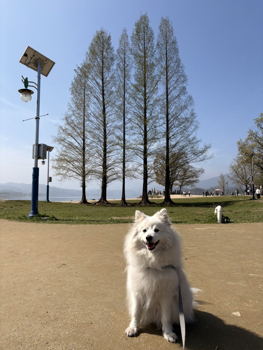 mongsil_spitz's tweet photo. 봄나들이 https://t.co/qHfPn7aumv