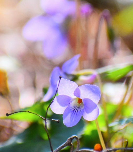 miyomiyomiyo345's tweet image. 「みよアルバム📷」

タチツボスミレ☆

花言葉『謙虚』『誠実』

3/24  殿ヶ谷戸庭園にて…📷

#photography 
#photo 
#写真で伝えたい私の世界