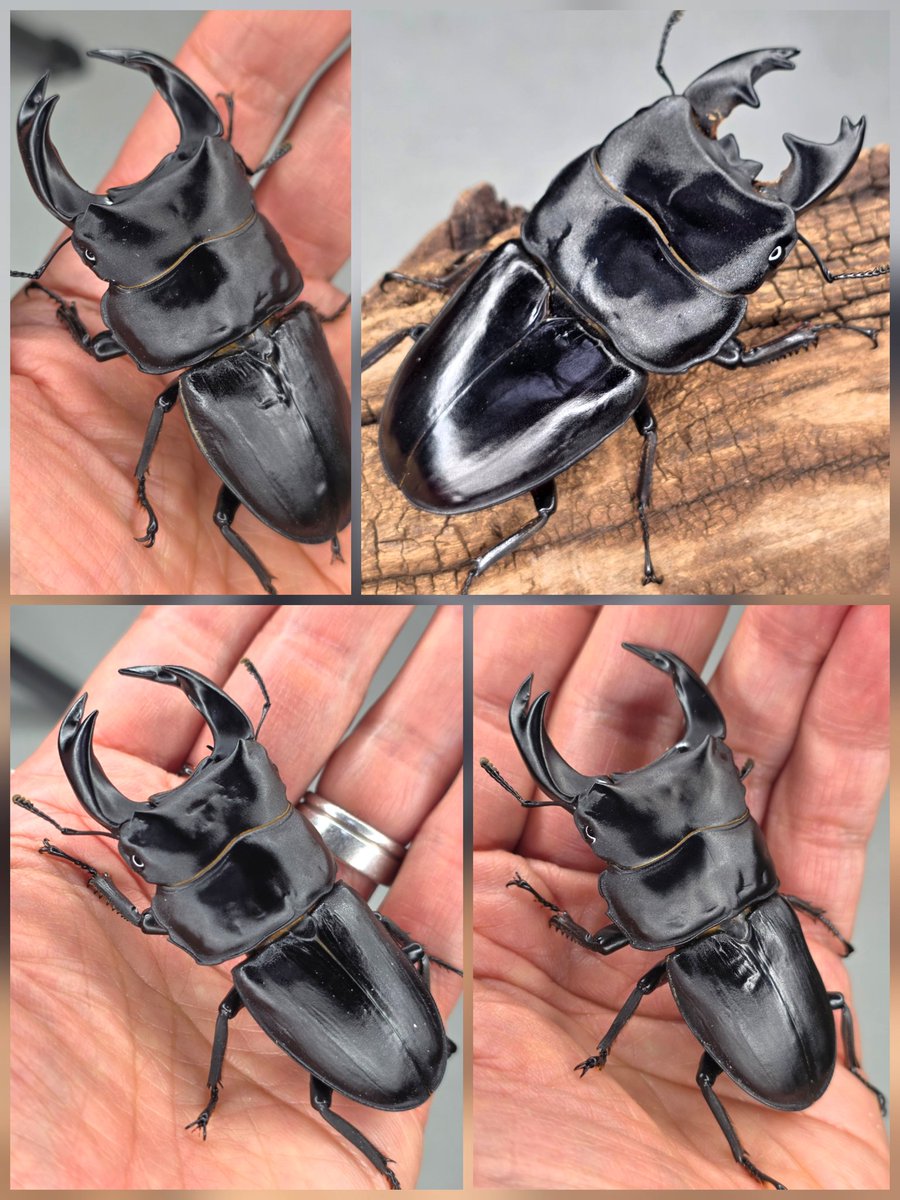 わたぼん tweet media