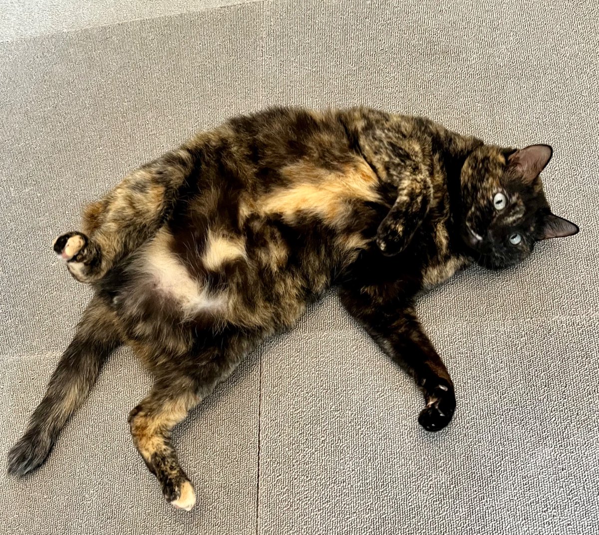 サビ猫の姉と弟 tweet media