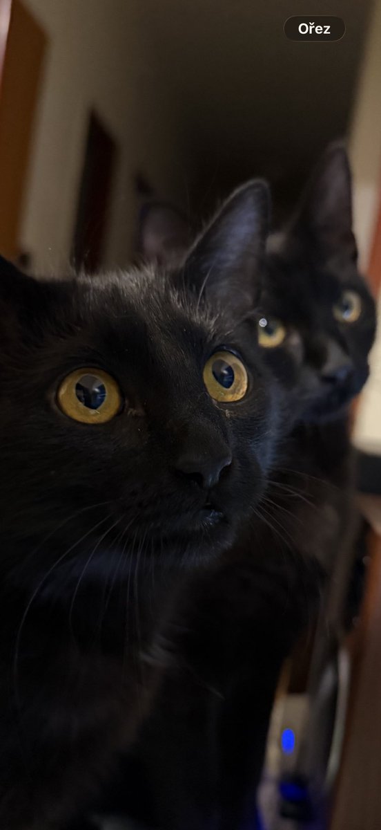 Jan Špurek tweet media