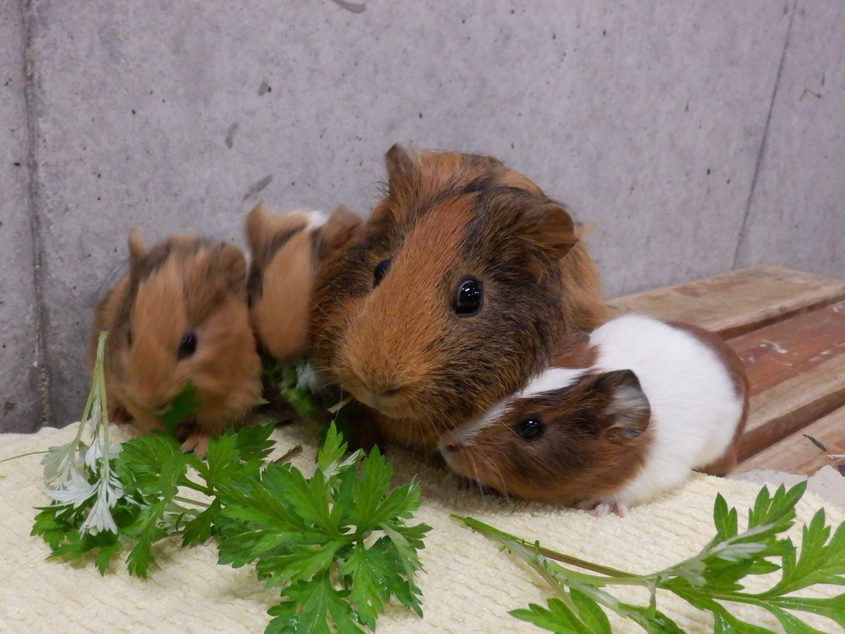 到津の森公園 tweet media