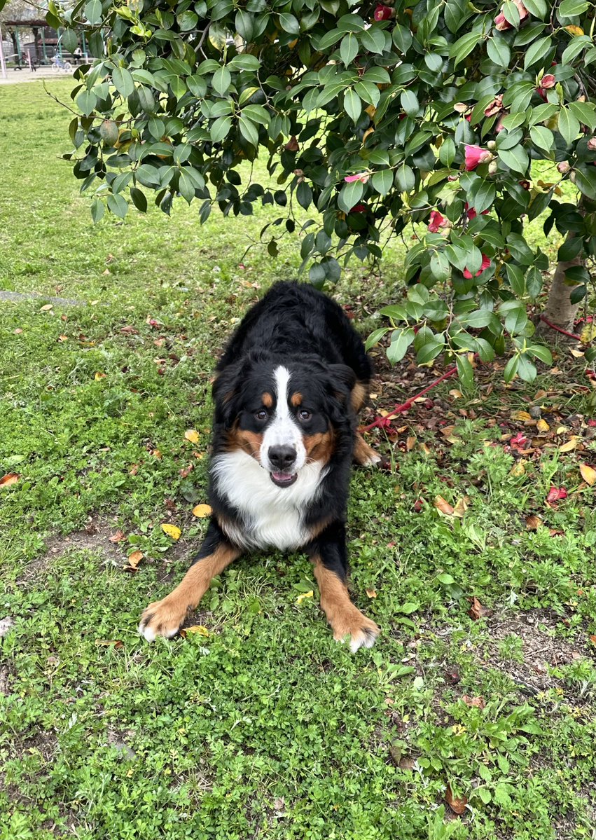 ふむなし tweet media