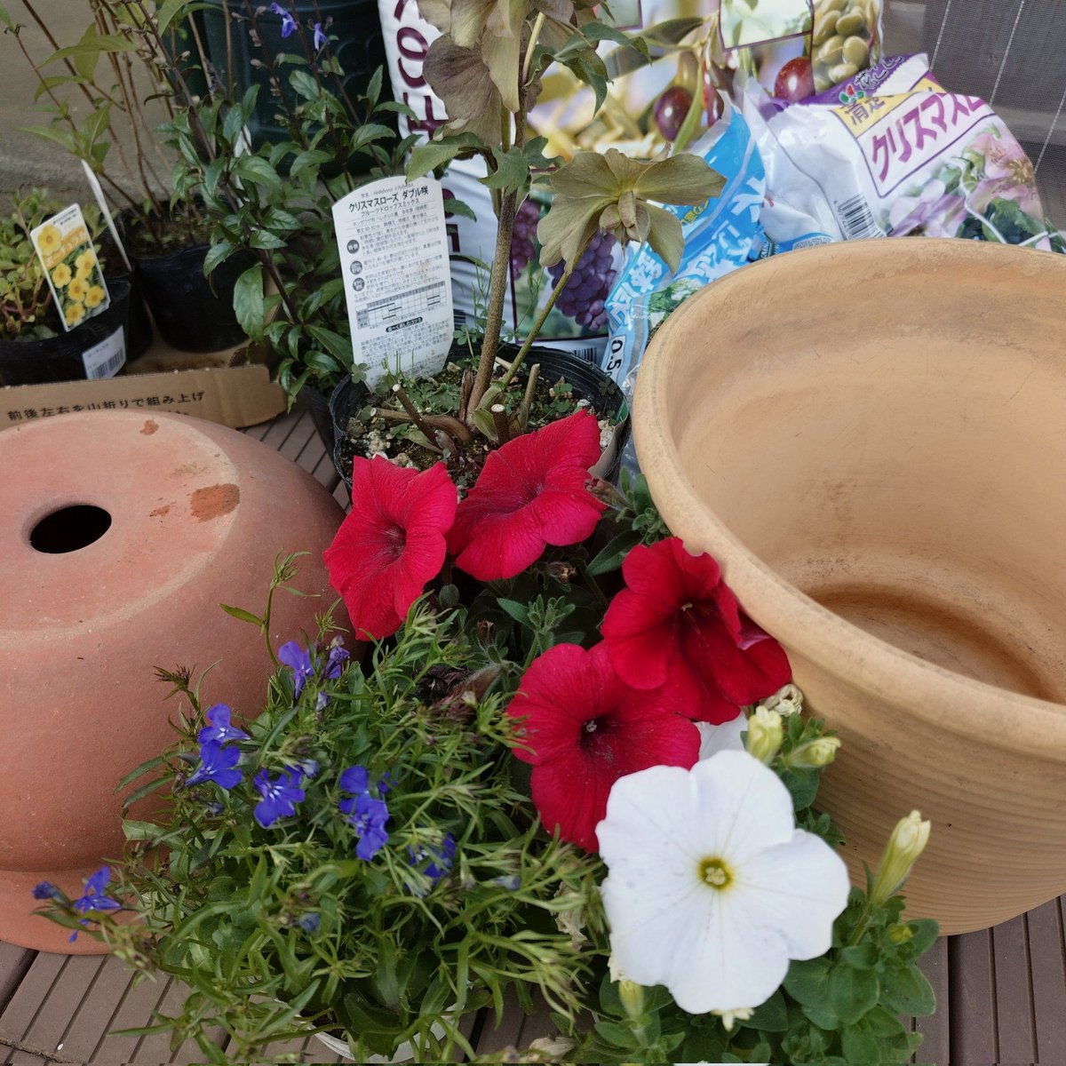 昔母が元気で朝から晩までお花や薔薇を育ててた頃の素敵な植木鉢が沢山眠っていたので(イギリス製のお高そうなのもある)
お花沢山咲かせて、天国からも見えるくらいのド派手な庭にしたいわけなのよ👼🌈💐
 #花供養  #ガーデニング