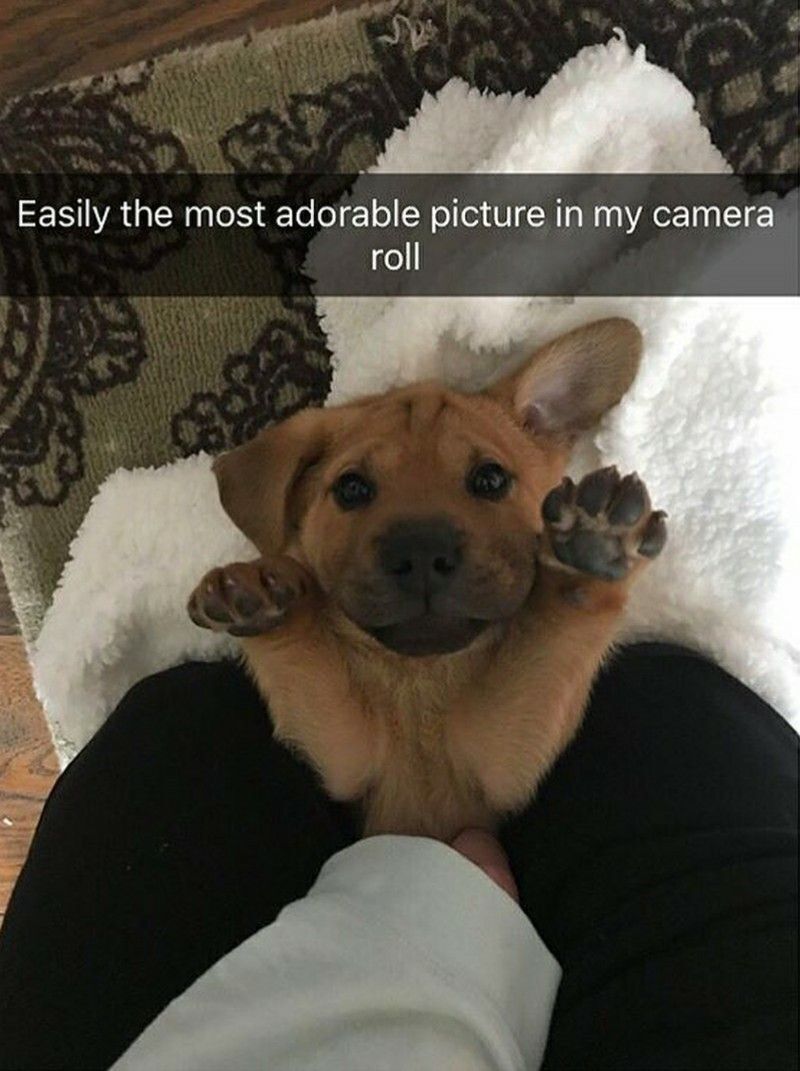 everythingdogss's tweet image. 