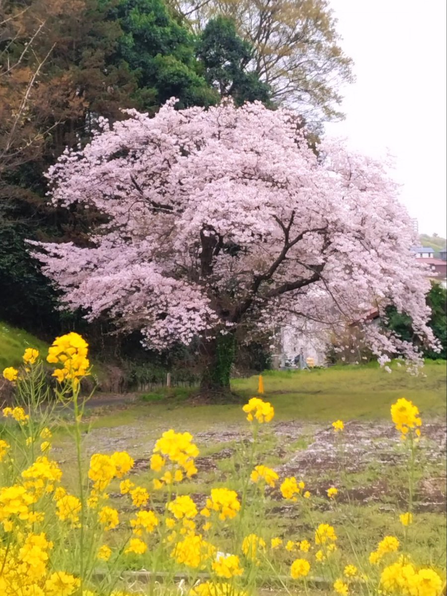 kchateitea's tweet photo. 4月だと言うのに汗ばむ陽気
季節の変化が少しづつ早くなり
それでも今年の桜は長く楽しめています
そんな中でお茶の新芽が育ってきていて
もうすぐやって来る八十八夜には新芽を
摘んでおうちで新茶づくりが出来るかな

#湘南 #茅ヶ崎 #里山エリア #昭和の家 #ちょ田舎暮らし https://t.co/vXH6RRVyvK