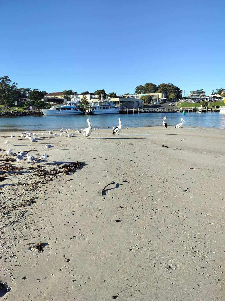 MillingtonSally's tweet image. Morning 5km run 
Following the footpath through the forest, and along the beach to the very end of the peninsula where the pelicans were chilling! 
Happy Sunday! 😀🏃‍♀️🇦🇺
#Myola #Running #Australia