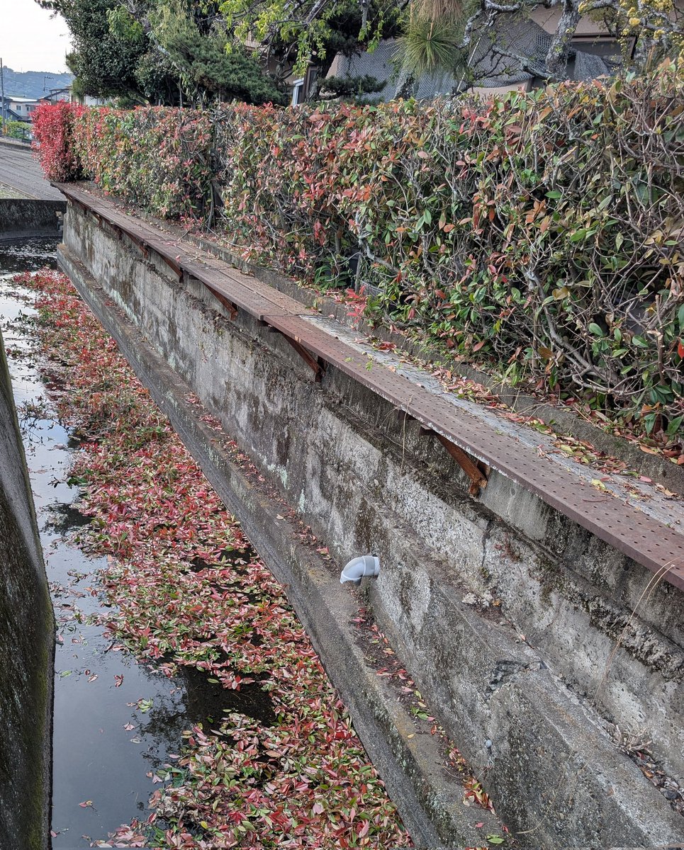 チャチャ静岡県の半分ゥバデメ人 tweet media