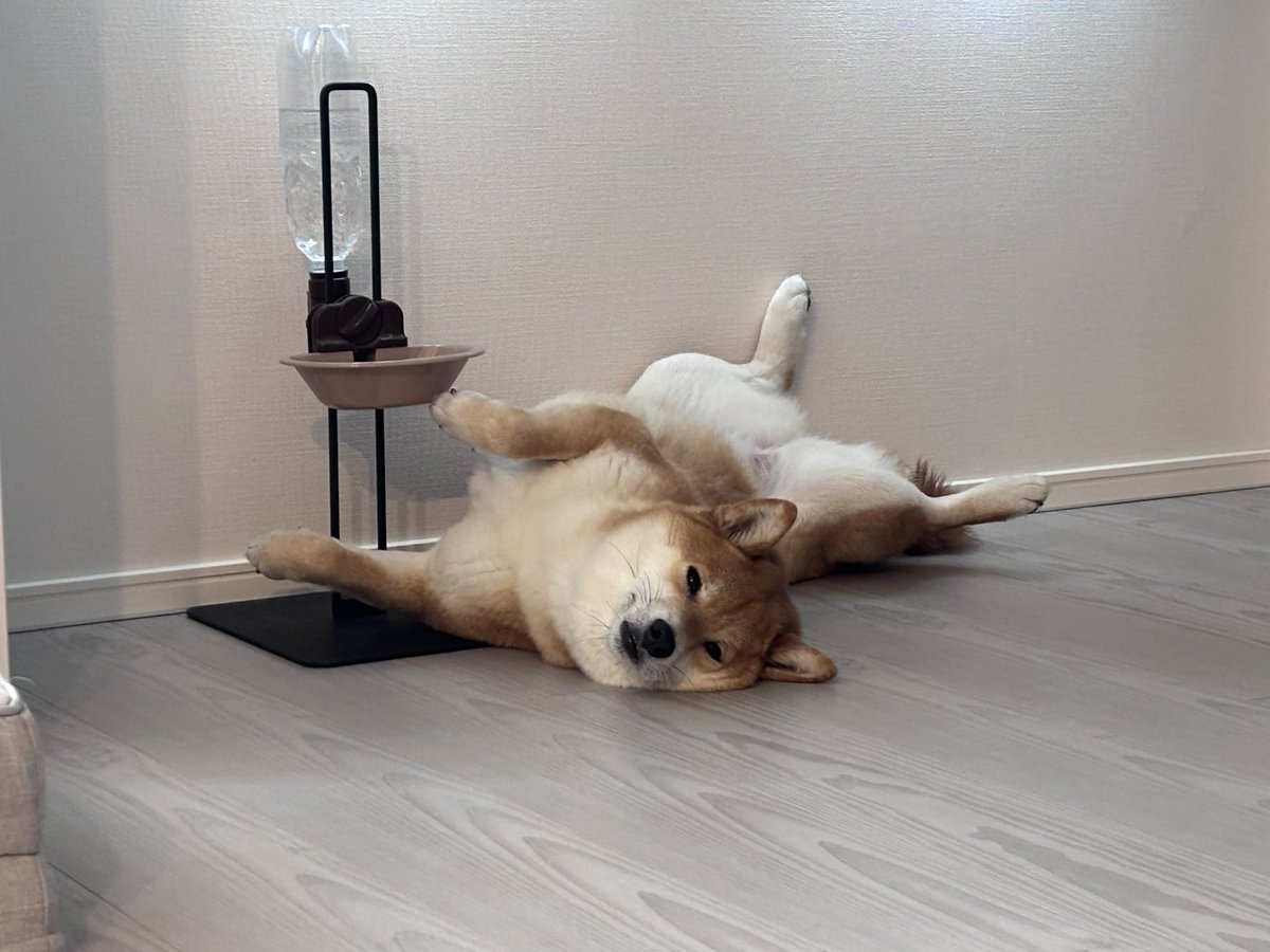 柴犬しばみ tweet media