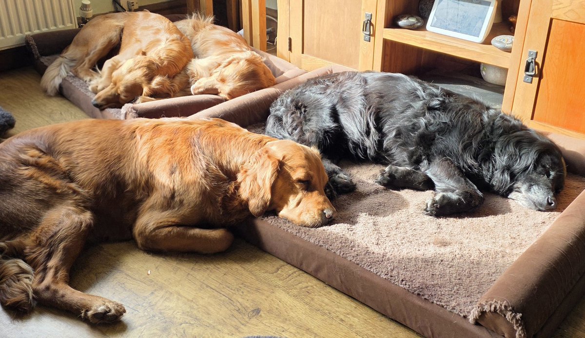 Mrs C's magic settee 🐶🐶🐶🐶🐶🐶🐶🐶🐶🐶🐈‍⬛ tweet media