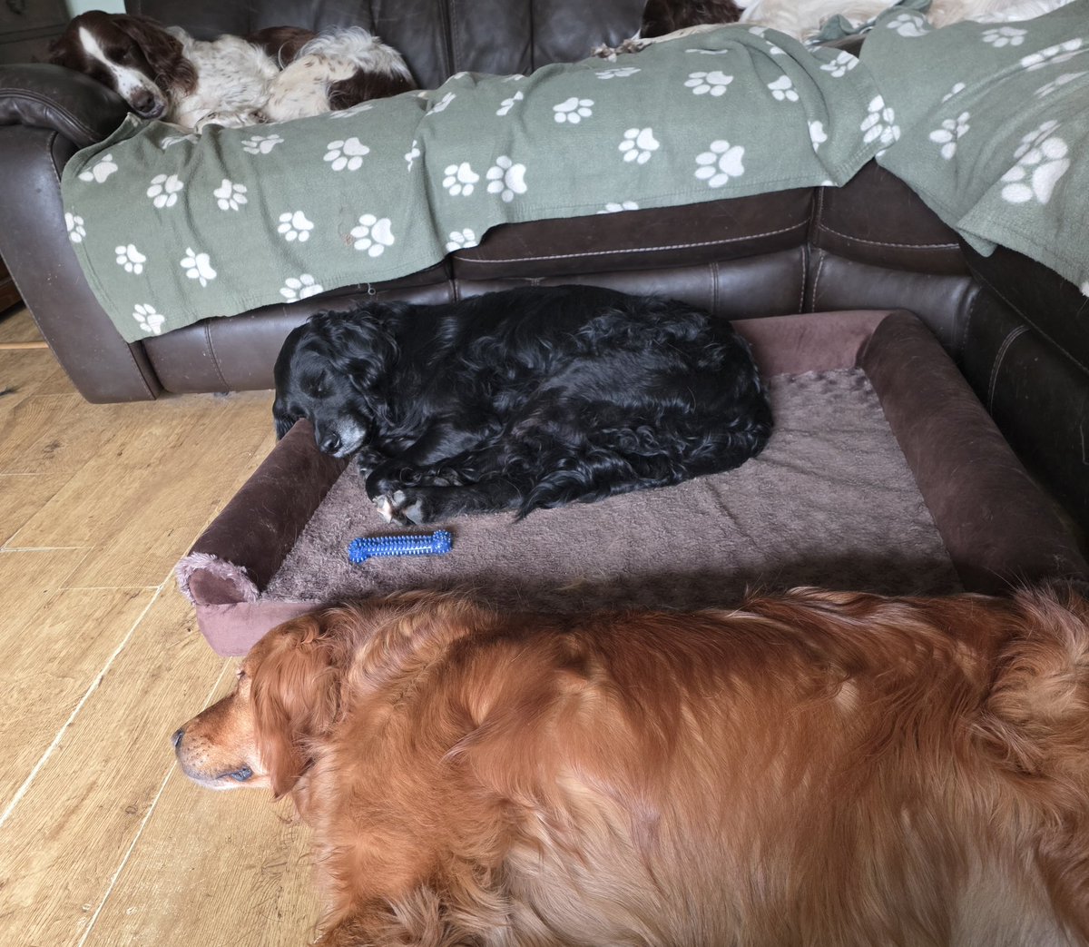 Mrs C's magic settee 🐶🐶🐶🐶🐶🐶🐶🐶🐶🐶🐈‍⬛ tweet media