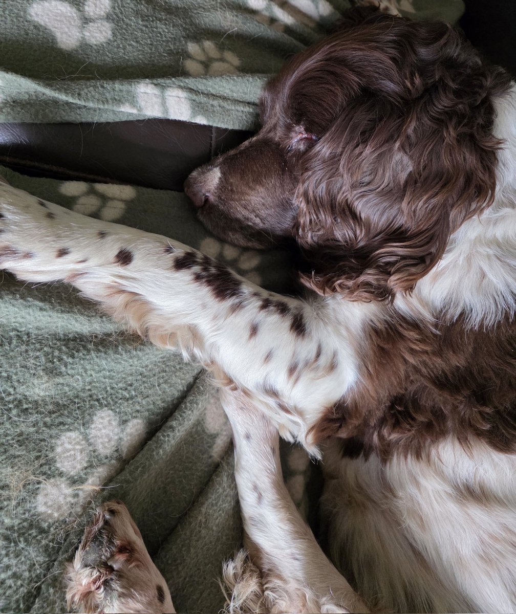 Mrs C's magic settee 🐶🐶🐶🐶🐶🐶🐶🐶🐶🐶🐈‍⬛ tweet media