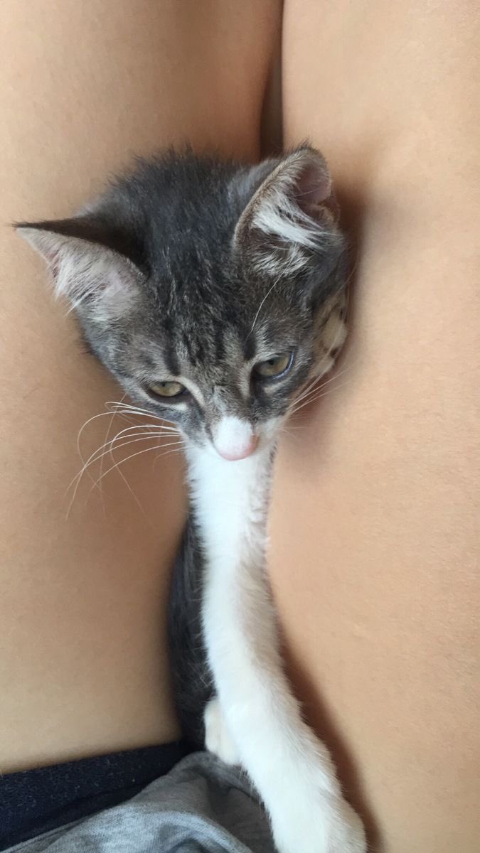 𝒐𝒄𝒂 tweet media