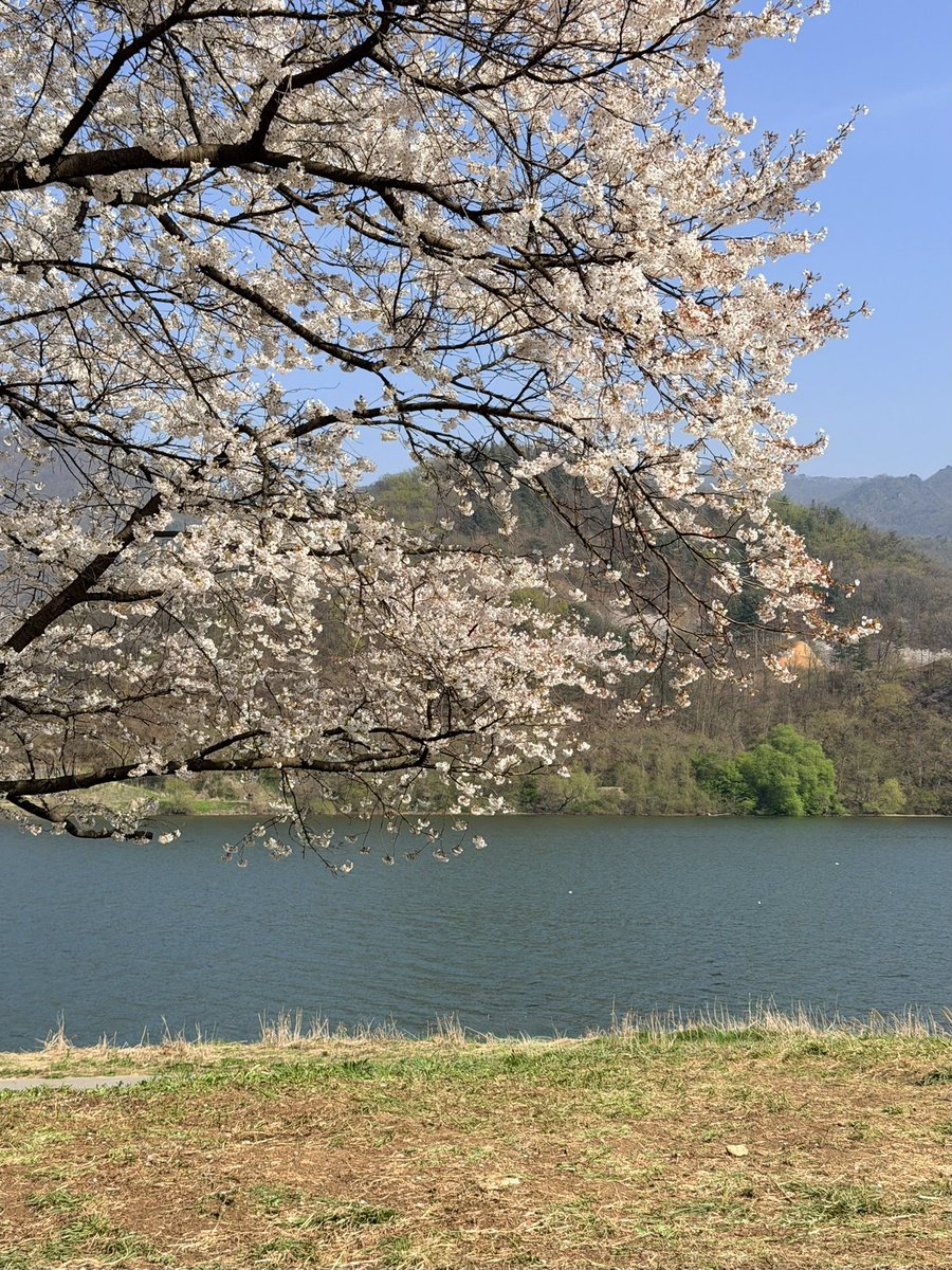 맞다 주말에 벚꽃구경 갔다왓슨 .ᐟ.ᐟ.ᐟ